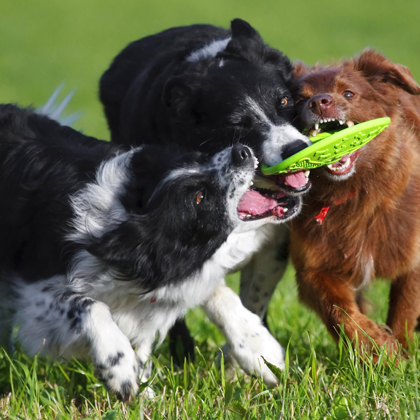 Dogs Playing with Frisbee