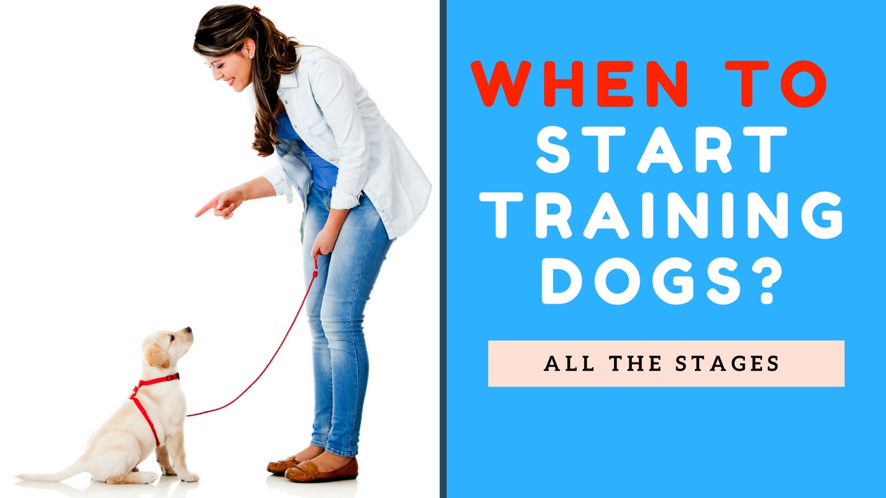 How-long-does-it-take-to-train-dog-8.jpg