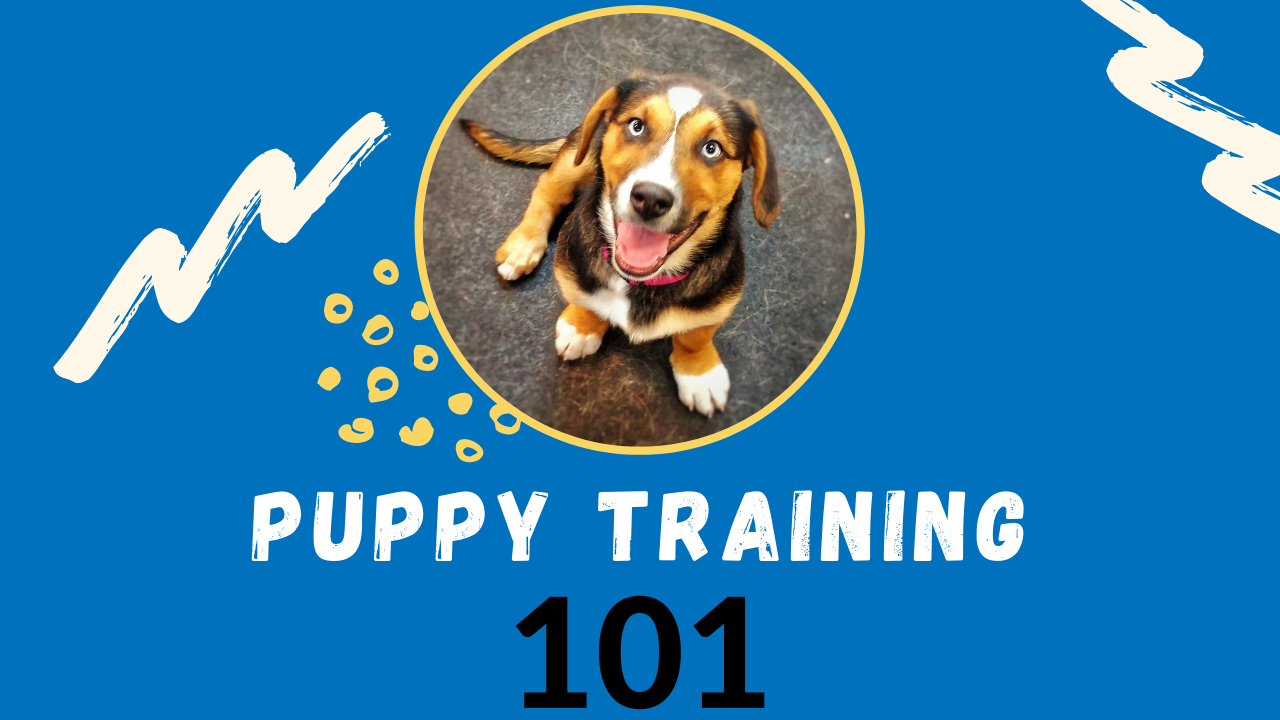 Puppy Training 101-All You Need To Know To Get Stared With Your Puppy