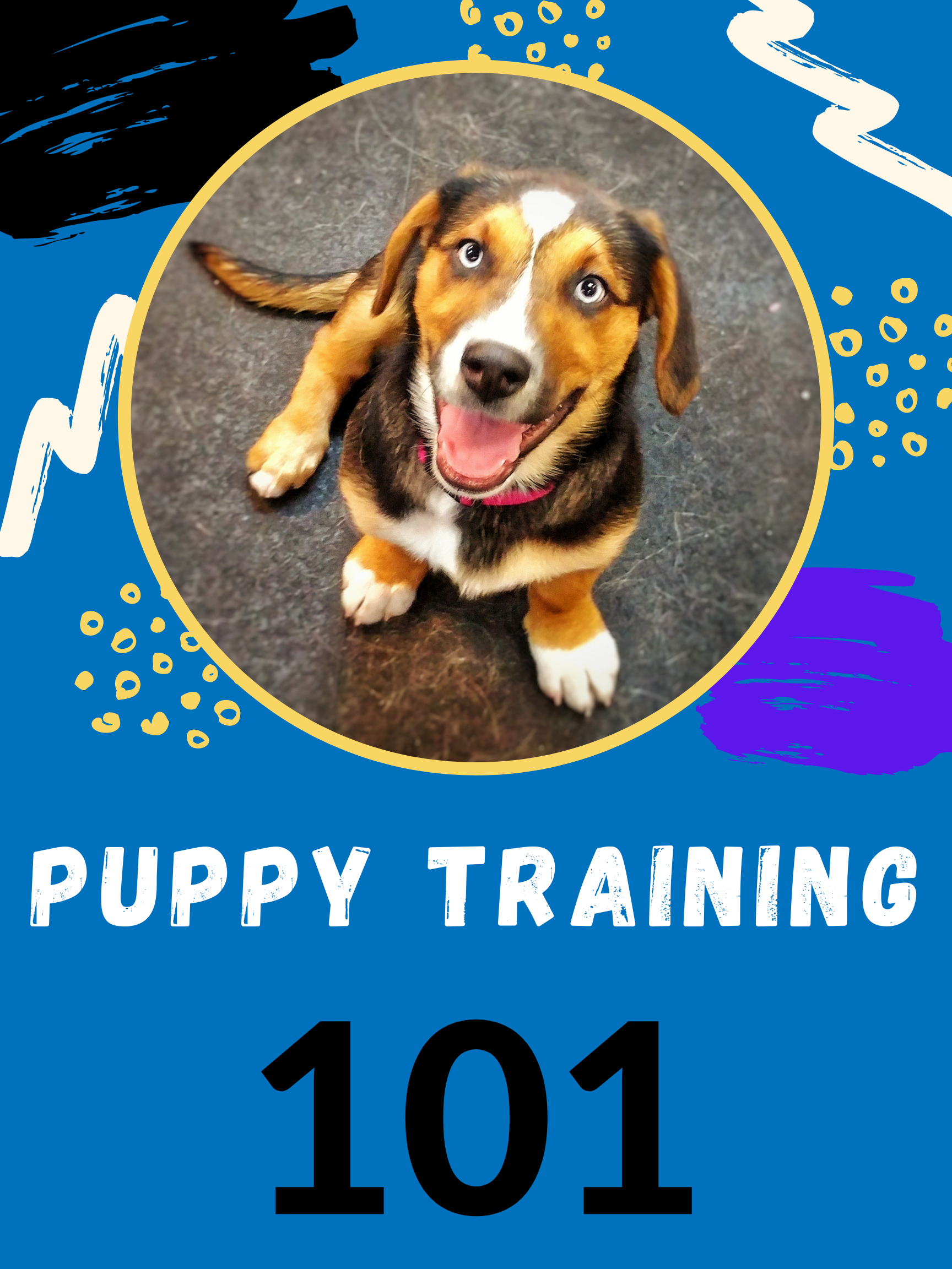 Puppy Training 101-All You Need To Know To Get Stared With Your Puppy