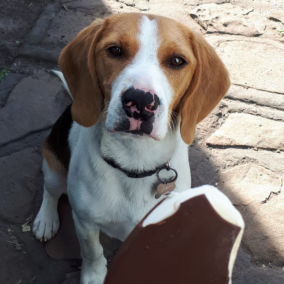 Beagles are foodie