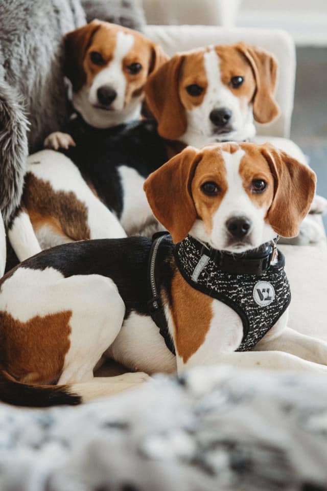 Beagles are not ideal dogs for first time owners