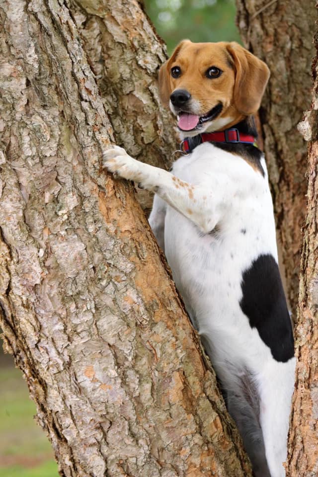 Beagles are escape artists