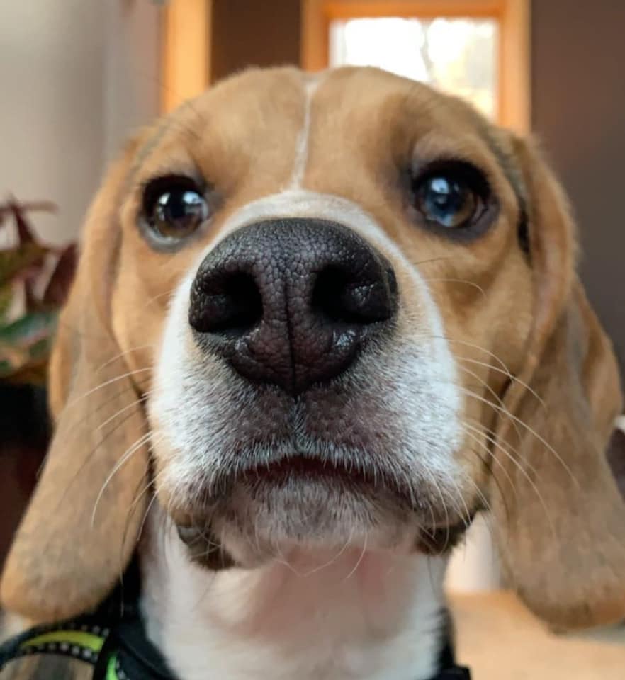 Beagles are stubborn