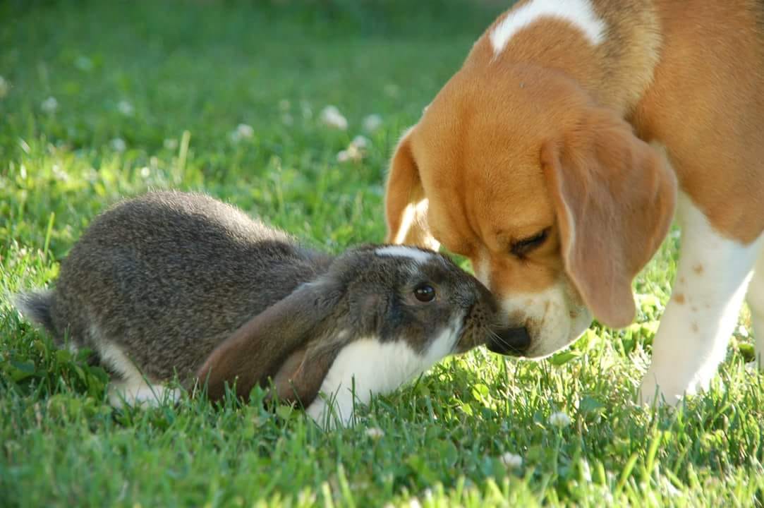 Beagles sniff