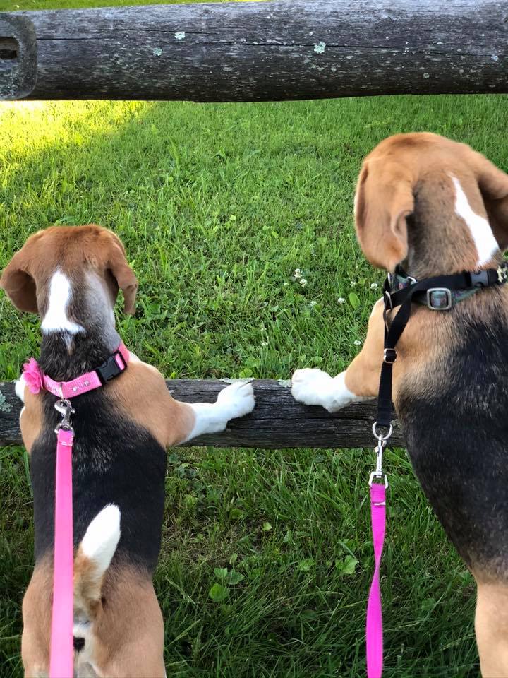 Beagles pull on the leash