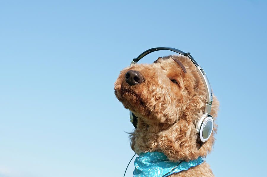 Dog training podcast