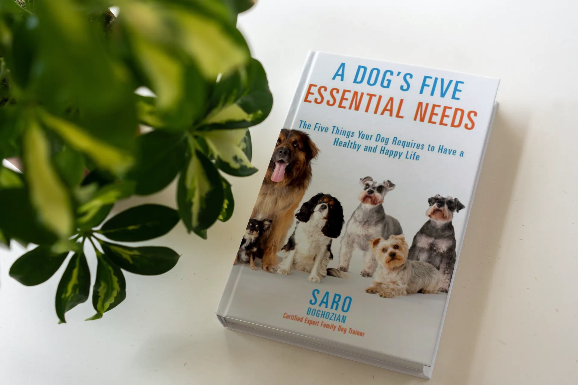 A dog's Five Essential Needs