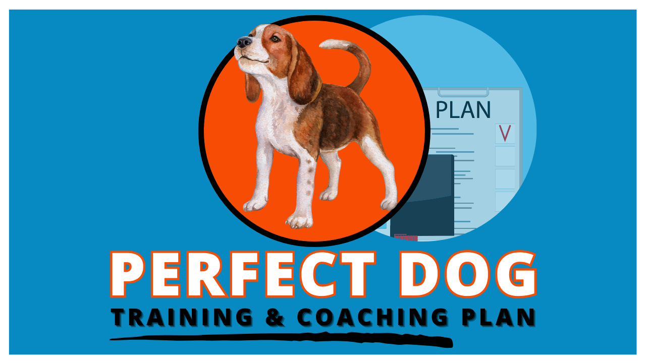 Perfect Dog Plan For Dog Owners 2.0