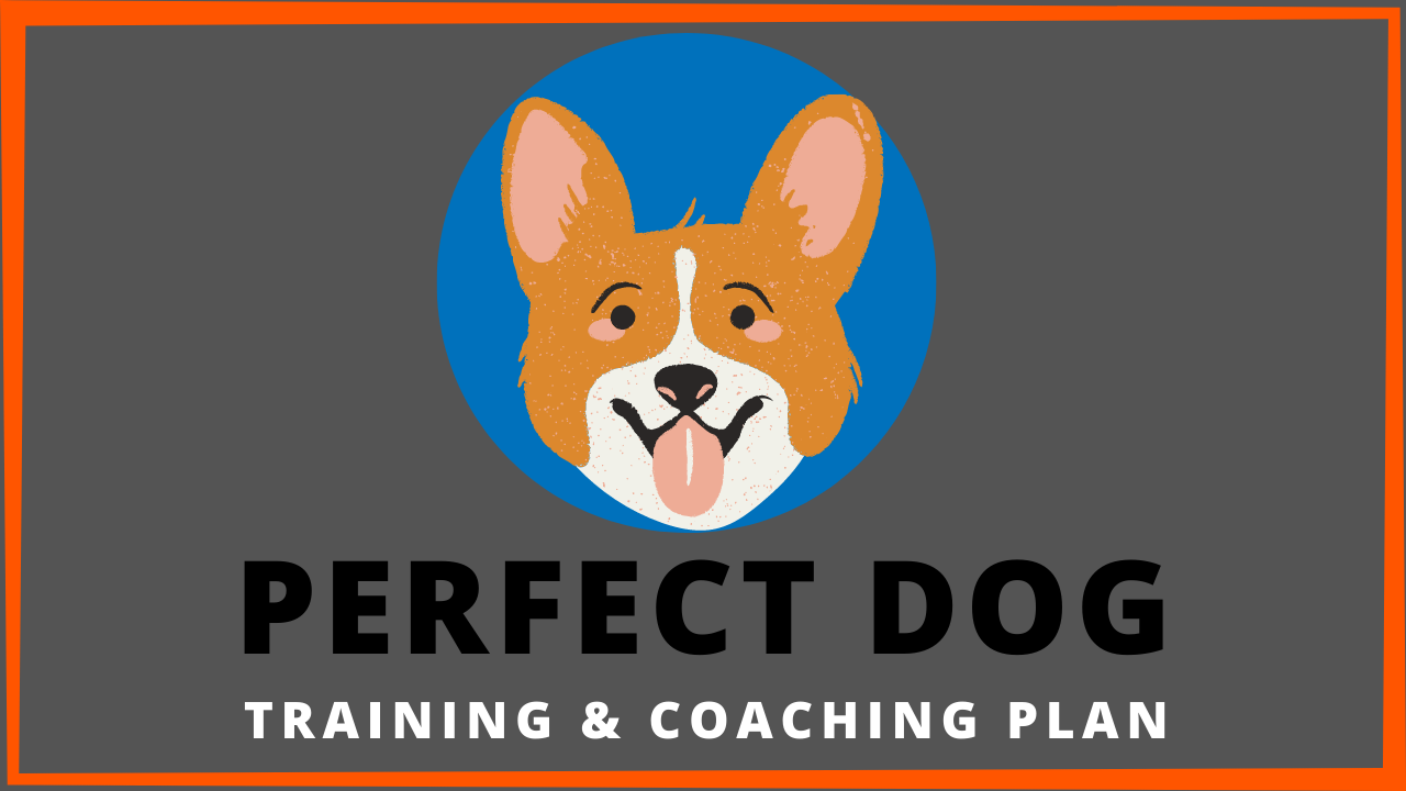 Perfect Dog Plan – Dog Training Program For Busy Dog Owners