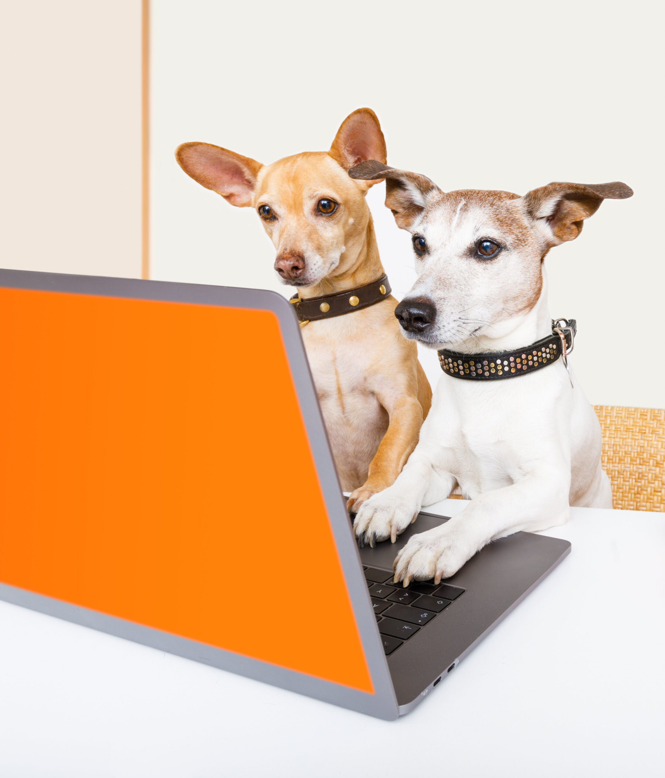 the benefits and the power of online and virtual dog trainning