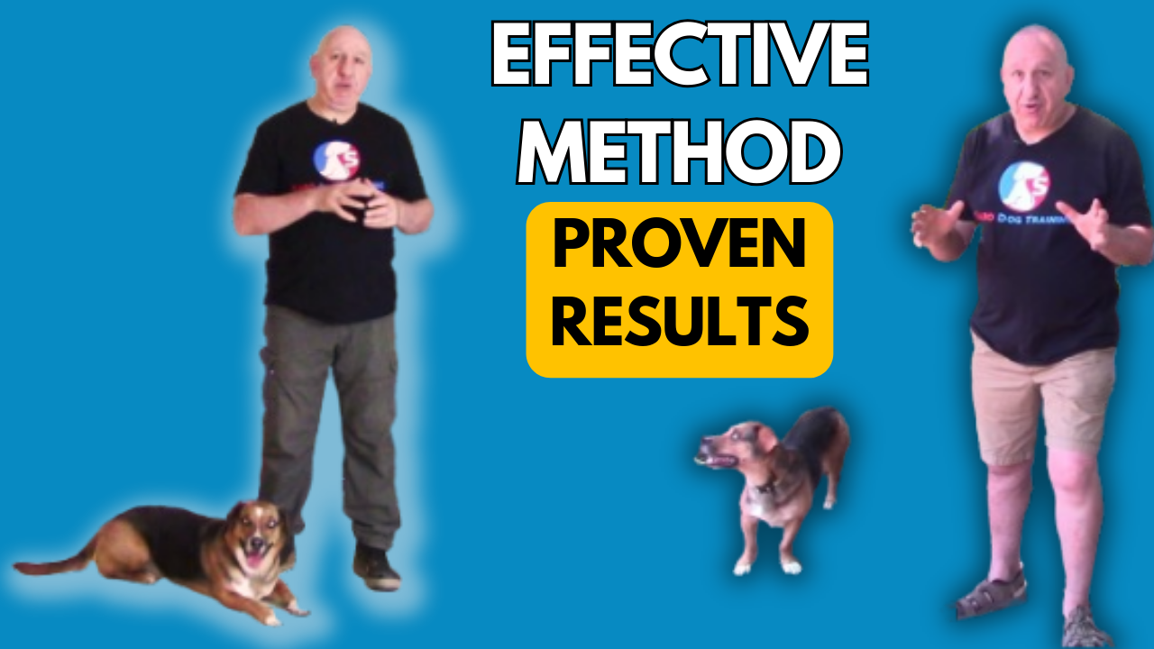 How to train dogs without the use of treats – Video Lesson